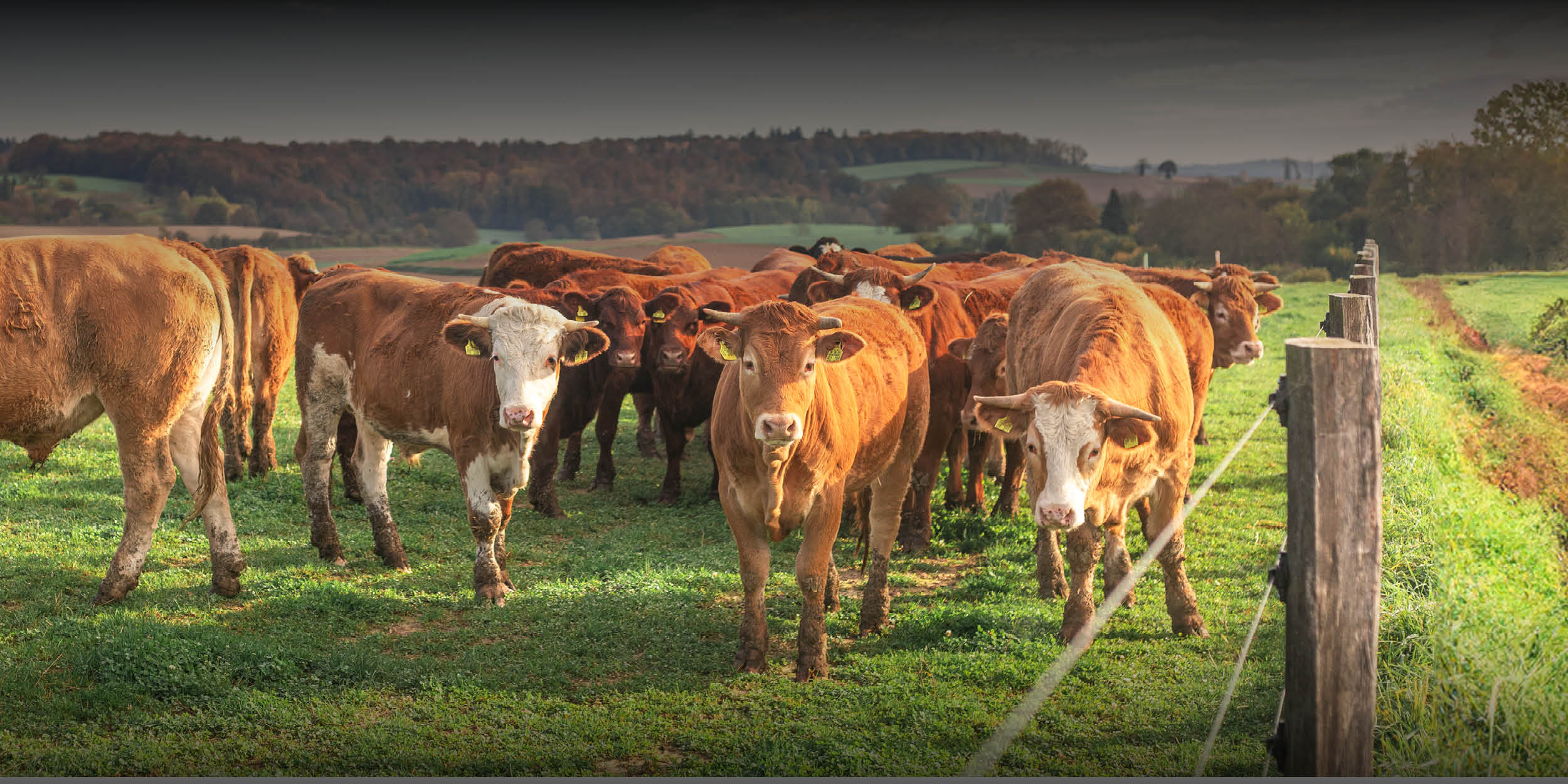 Weiderind Header